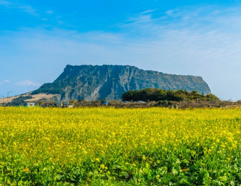 济州城山日出峰 (2).jpg